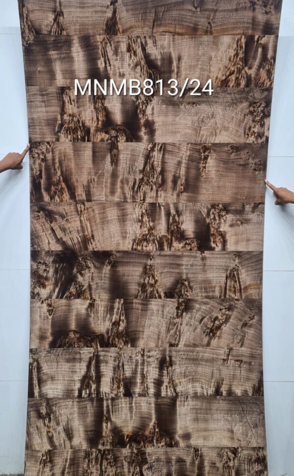 Veneer ( MNMB813/24 )